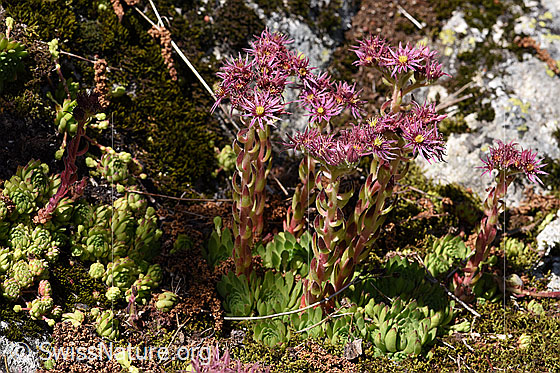 Photo: Sempervivum montanum. Whole plant (habiti).
