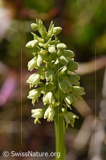 Photo: Pseudorchis albida. Inflorescence