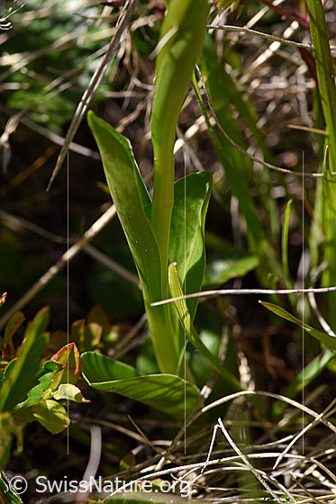 Photo: Pseudorchis albida. Leaves and stem.