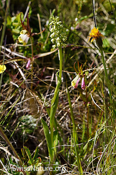 Photo: Pseudorchis albida. Whole plant.