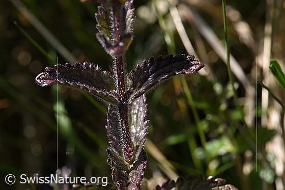 Photo: Bartsia alpina. Stem and leaves.