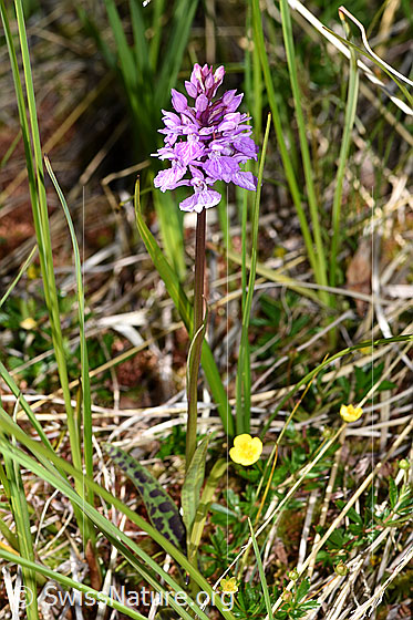 Foto: Geflecktes Knabenkraut (Dactylorhiza maculata). Ganze Pflanze.
Umgebung: Sumpfwiese, ca. 1900m ü.M.
Lat.: Dactylorhiza maculata 
Familie: Orchidaceae (Orchideen)
Gattung: Dactylorhiza