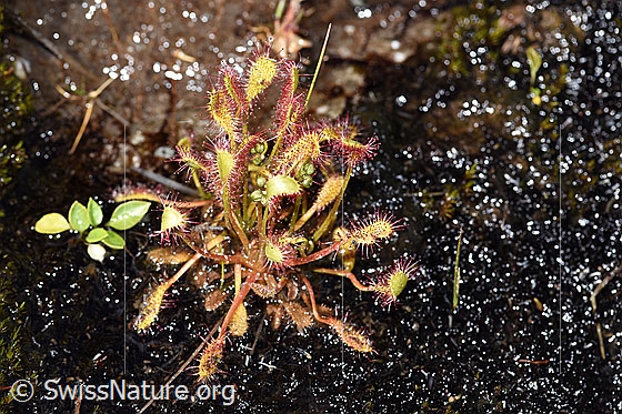 Photo: Drosera anglica. Whole plant excl. blossom. 