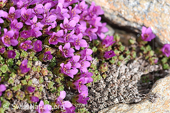 Foto: Blühender gegenblättriger Steinbrech (Saxifraga oppositifolia).