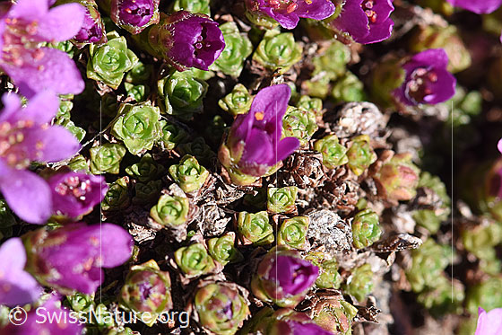 Photo: Saxifraga oppositifolia. Blossoms and leafrosetten.