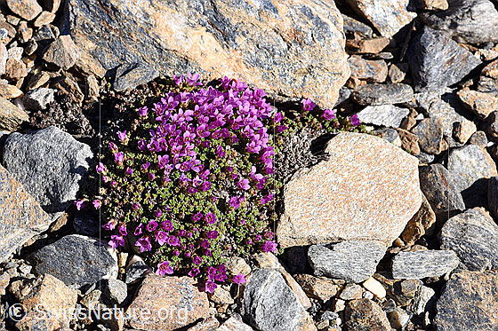 Foto: Gegenblättriger Steinbrech (Saxifraga oppositifolia). Ganze Pflanze.