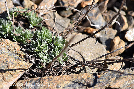 Foto: Echte Edelraute (Artemisia umbelliformis). Frische Blätter und letztjährige Stängel.