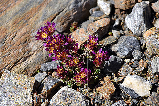 Foto: Zweiblütiger Steinbrech (Saxifraga biflora). Ganze Pflanze.