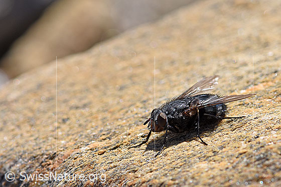 Photo: Calliphora vicina on rock. Body length 6 - 13 mm.