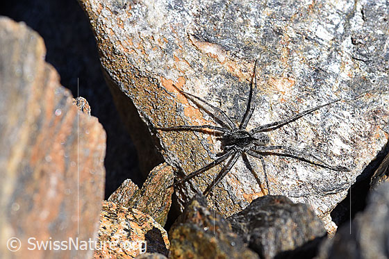 Photo: Probably Pardosa saturatior (Wolf spider). Male.