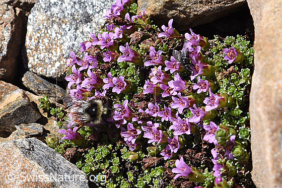 Foto: Wahrscheinlich Berglandhummel (Bombus monticola) auf Gegenblättrigem Steinbrech (Saxifraga oppositifolia). Länge 9 - 16mm. Weibchen. Ansicht von oben.