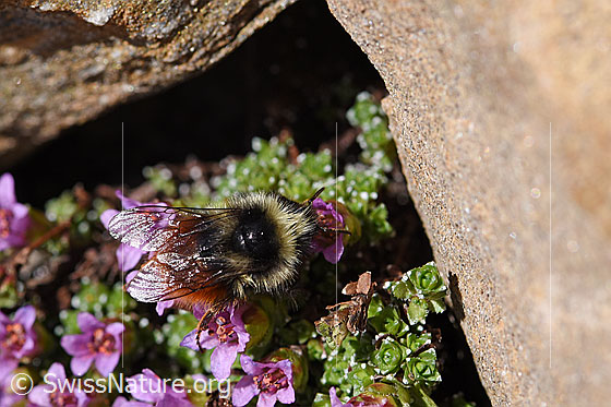 Foto: Wahrscheinlich Berglandhummel (Bombus monticola) auf Gegenblättrigem Steinbrech (Saxifraga oppositifolia). Länge 9 - 16mm. Weibchen. Ansicht von oben.
