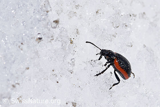 Foto: Rotsaum-Blattkäfer (Chrysolina sanguinolenta). Länge 6-9mm. Unterwegs im Schnee.