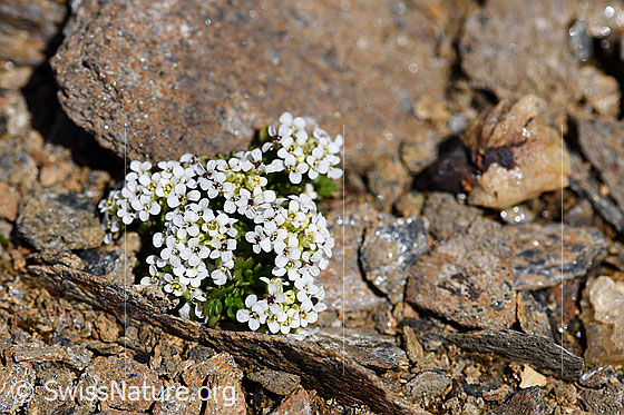 Foto: Kurzstängelige Gämskresse (Pritzelago alpina ssp. brevicaulis). Ganze Pflanze (Habitus).