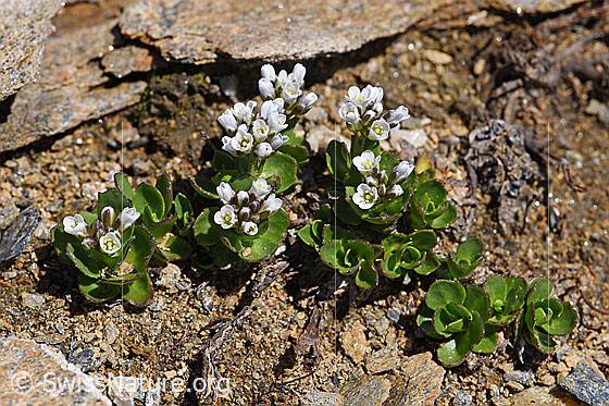 Photo: Arabis caerulea. Whole plant.