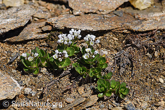 Foto: Bläuliche Gänsekresse (Arabis caerulea). Ganze Pflanze.