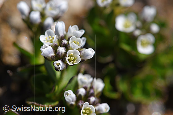 Bläuliche Gänsekresse (Arabis caerulea)