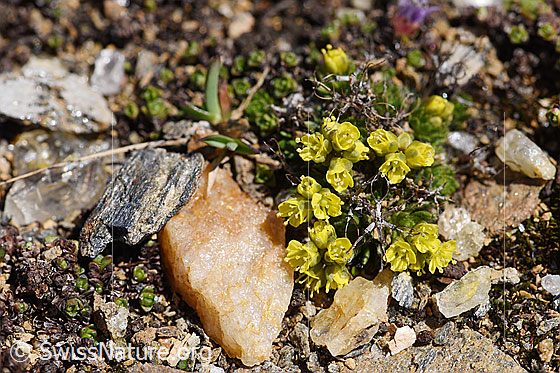 Photo: Draba hoppeana. Whole plant (habiti).