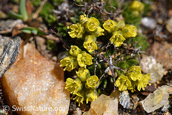 Hoppes Felsenblümchen (Draba hoppeana)