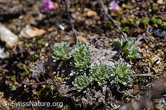 Foto: Ährige Edelraute (Artemisia genipi). Frische Blätter und letztjährige Stängel.