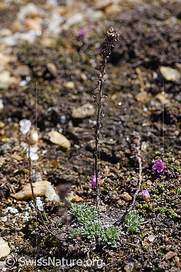 Foto: Ährige Edelraute (Artemisia genipi). Ganze Pflanze. Frische Blätter und letztjährige Stängel.