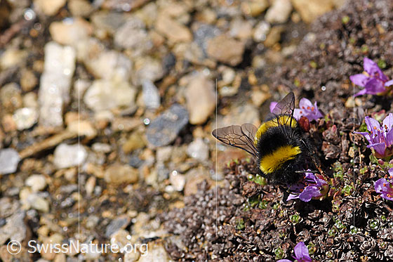 Photo: Probably Bombus cryptarum on Saxifraga oppositifolia. View from the front above.