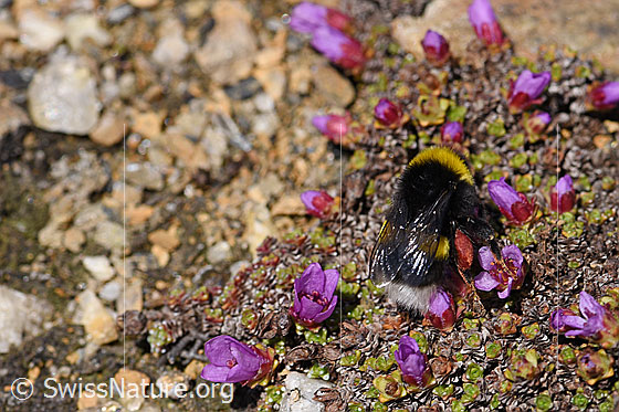 Foto: Wahrscheinlich Heide-Erdhummel (Bombus cryptarum) an Gegenblättrigem Steinbrech (Saxifraga oppositifolia). Die Hummel wird auch Kryptarum Erdhummel genannt. Ansicht von seitlich hinten.