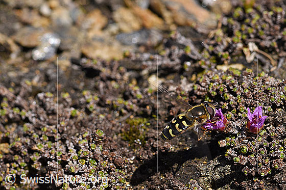 Photo: Eupeodes luniger on blossom of Saxifraga oppositifolia). View from above. Wings unfolded sideways and in motion.