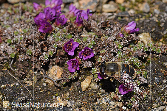 Foto: Mistbiene (Eristalis tenax)  auf Blüte des gegenblättrigen Steinbrechs (Saxifraga oppositifolia). Ansicht von oben. Flügel seitwärts aufgeklappt.
