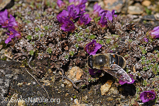 Foto: Mistbiene (Eristalis tenax) auf Gegenblättrigem Steinbrech (Saxifraga oppositifolia). Weibchen. Ansicht von oben.