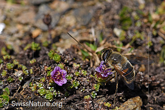 Foto: Mistbiene (Eristalis tenax)  auf Blüte des gegenblättrigen Steinbrechs (Saxifraga oppositifolia). Ansicht von schräg oben. Flügel seitwärts aufgeklappt.