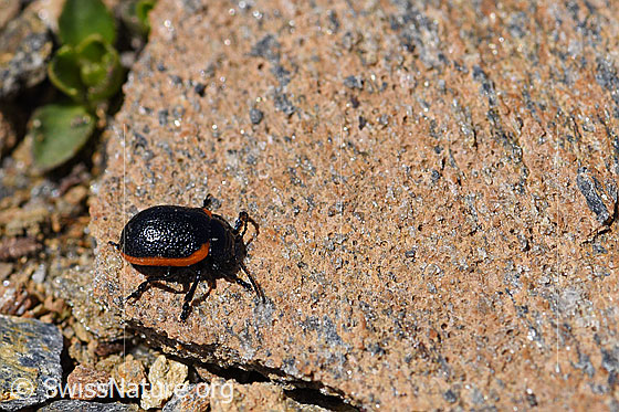 Photo: Chrysolina sanguinolenta. Length 6 - 9mm.