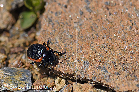 Photo: Chrysolina sanguinolenta at cliff edge. Length 6 - 9mm.