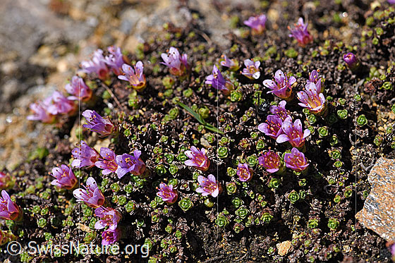 Foto: Gegenblättriger Steinbrech (Saxifraga oppositifolia). Blüten und Blattrosetten.