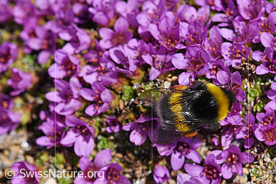 Heide-Erdhummel (Bombus cryptarum) an Gegenblättrigem Steinbrech (Saxifraga oppositifolia)