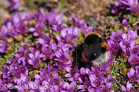 Photo: Probably Bombus cryptarum on Saxifraga oppositifolia. View from behind.