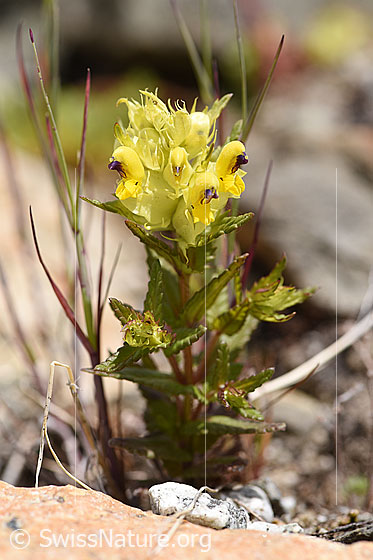 Schmalblättriger Klappertopf (Rhinanthus glacialis)