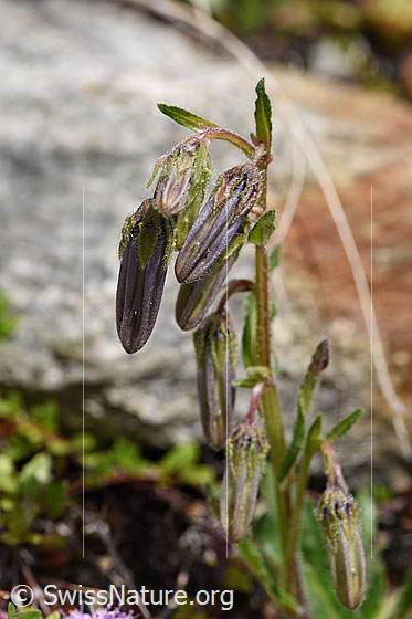 Foto: Bärtige Glockenblume (Campanula barbata). Knospen und Stängel.