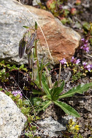Foto: Bärtige Glockenblume (Campanula barbata). Ganze Pflanze (Habitus).
