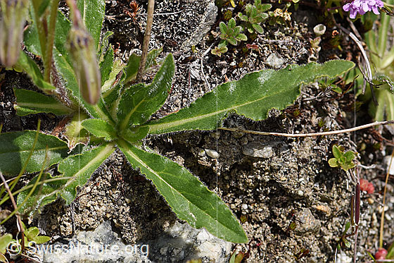 Foto: Bärtige Glockenblume (Campanula barbata). Blätter.