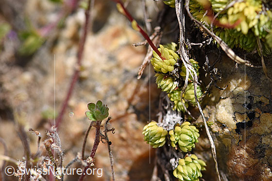 Foto: Moosartiger Steinbrech (Saxifraga bryoides). Blatt-Rosettchen.