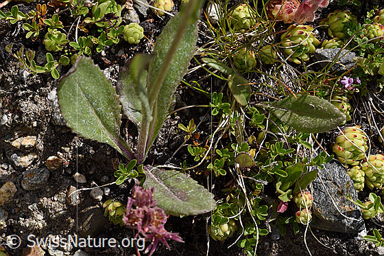 Foto: Gämswurz-Greiskraut (Senecio doronicum). Blätter und Stängel.