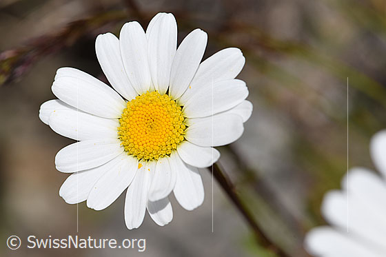 Hügel-Margerite (Leucanthemum gaudinii)