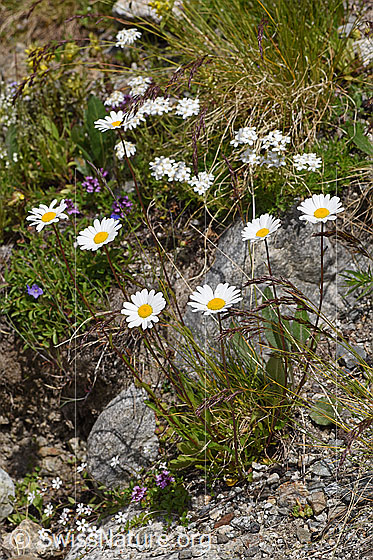 Foto: Wahrscheinlich Hügel-Margerite (Leucanthemum gaudinii). Ganze Pflanze. 