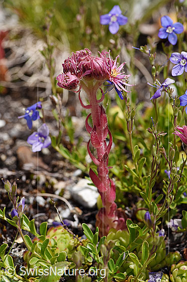 Foto: Berg-Hauswurz (Sempervivum montanum). Ganze Pflanze.