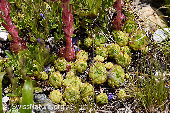 Foto: Berg-Hauswurz (Sempervivum montanum). Blatt-Rosettchen und Stängel.