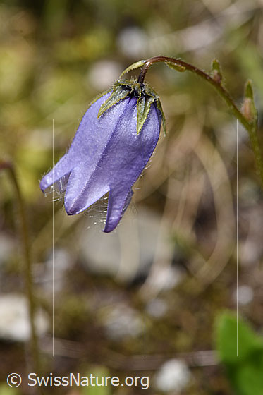 Foto: Bärtige Glockenblume (Campanula barbata). Blüte.