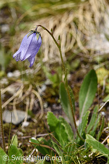 Foto: Bärtige Glockenblume (Campanula barbata). Ganze Pflanze.