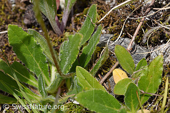 Foto: Bärtige Glockenblume (Campanula barbata). Blätter und Stängel.