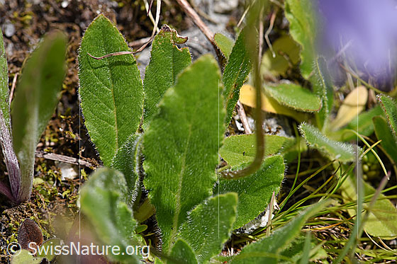 Foto: Bärtige Glockenblume (Campanula barbata). Blätter.
